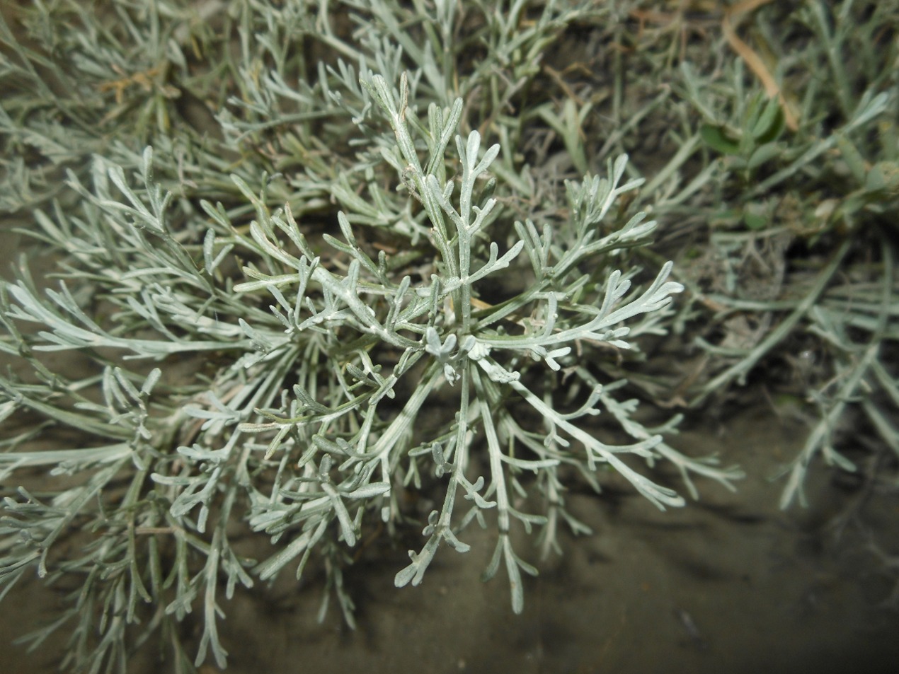 Artemisia caerulescens subsp. cretacea / Assenzio dei calanchi